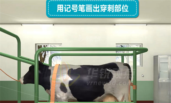 牛瘤胃穿刺虚拟仿真VR实训系统,虚拟现实