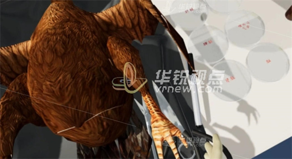 VR鸡临床病死病禽解剖实验,VR虚拟仿真技术,VR虚拟实验