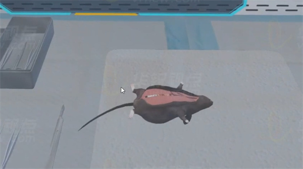 小鼠解剖VR虚拟仿真实验系统,虚拟现实,VR技术